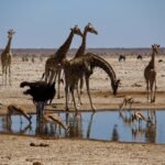 Exploring Etosha National Park: A Photographer’s Dream Destination