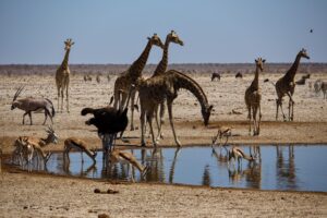 Read more about the article Exploring Etosha National Park: A Photographer’s Dream Destination